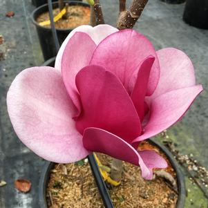 Magnolia x 'Cameo'