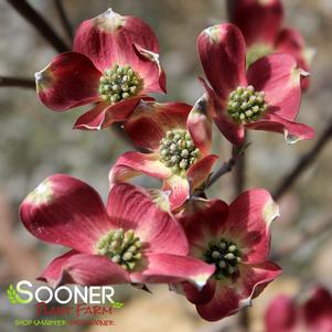 Cornus florida 'JN13'