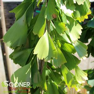 Ginkgo biloba 'Saratoga'