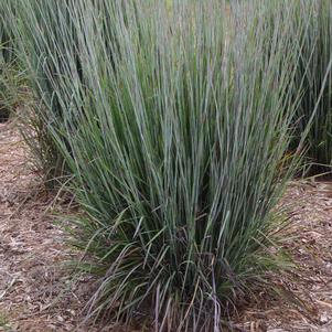 Schizachyrium scoparium 'Blue Paradise'