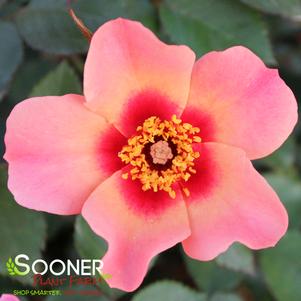 Rosa x 'CHEWEyesUp'