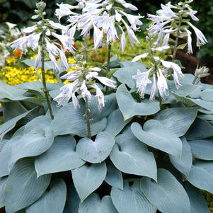 Hosta x 'Bulletproof'