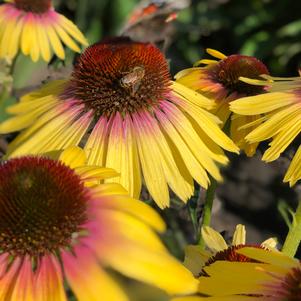 Echinacea purpurea 'Yellow Rainbow Marcella'