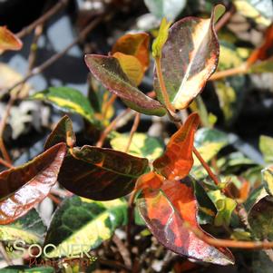 Trachelospermum asiaticum 'Summer Sunset'