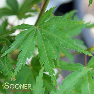 Acer palmatum 'Tobiosho'