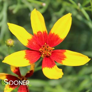 Coreopsis verticillata 'Curry Up'