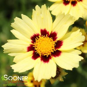 Coreopsis x 'Balupteamed'