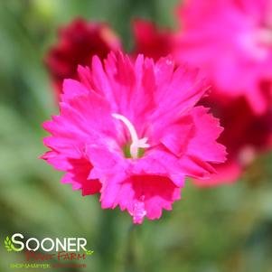 Dianthus x 'Paint the Town Red'