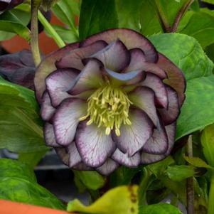Helleborus x 'Black Tie Affair'