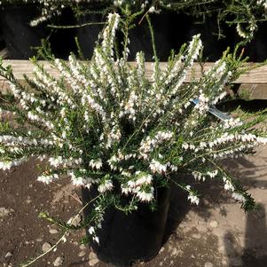 Erica x darlyensis 'Mediterranean White'