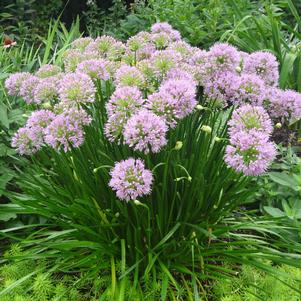 Allium tanguticum 'Summer Beauty'