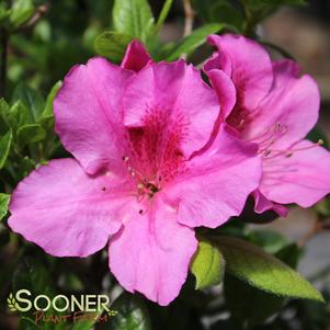 Rhododendron azalea x 'Conlec'