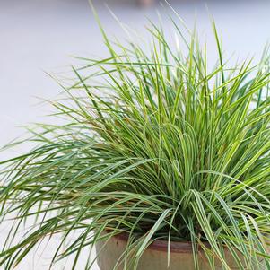 Calamagrostis x acutiflora 'Hello Spring'