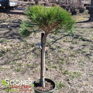 Pinus densiflora 'Umbraculifera Compacta'