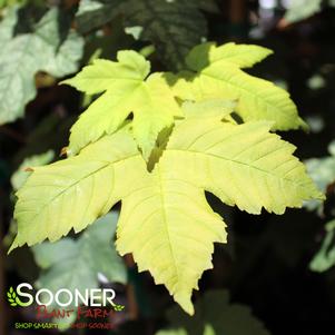 Acer pseudoplatanus 'Esk Sunset'