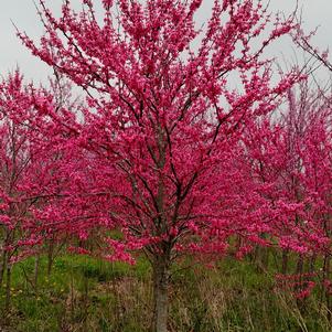 Cercis canadensis 'Tennessee Pink'