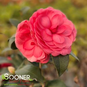 Camellia japonica 'Early Autumn'