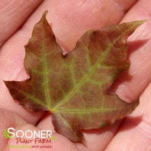 Acer truncatum 'Baby Dragon'
