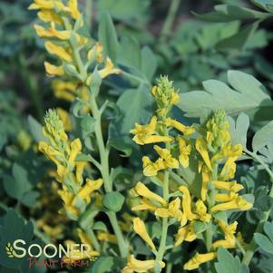 Corydalis species 'Canary Feathers'