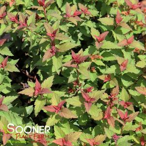 Spiraea japonica 'Matgold'