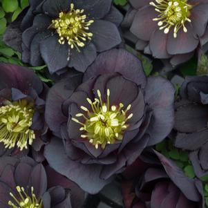 Helleborus x 'Dark and Handsome'