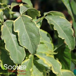 Cornus kousa 'Kristin Lipka's Variegated Weeper'