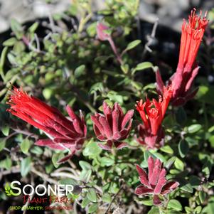 Monardella macrantha 'Marian Sampson'