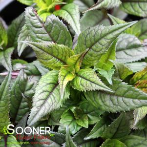 Chelone lyonii 'Armitpp02'