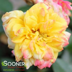 Rosa x 'SAValife'