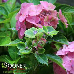 Hydrangea macrophylla 'COF-HM2'