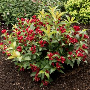 Weigela x 'Slingco 2'