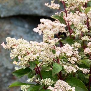 Hydrangea paniculata 'HPOPR018'