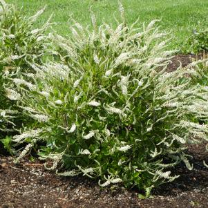 Clethra alnifolia 'Novacleein'