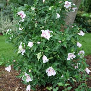 Hibiscus syriacus 'Rwoods6'