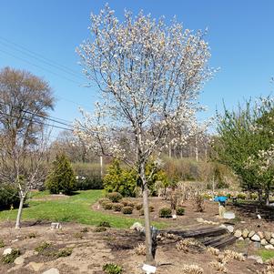 Amelanchier canadensis 'Sprizam'