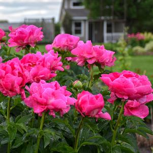 Paeonia x 'Paula Fay'
