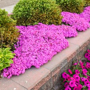 Phlox subulata 'Drummond's Pink'