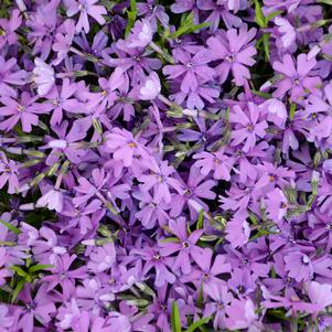 Phlox subulata 'Purple Beauty'