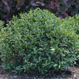 Ilex x 'EN4'