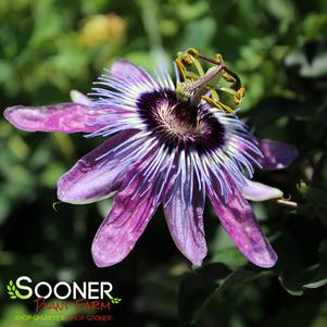 Passiflora x 'Betty Myles Young'