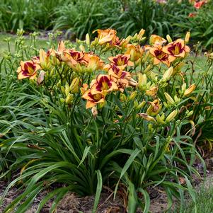 Hemerocallis x 'Blazing Glory'