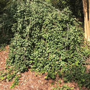 Ilex opaca 'RLH-IO-1'