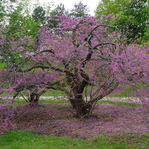 Cercis canadensis 'UMN7101'