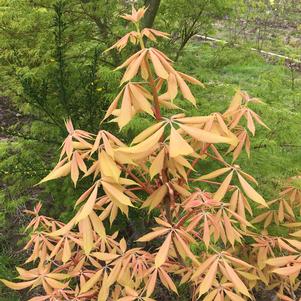 Aesculus x neglecta 'Erythroblastos'