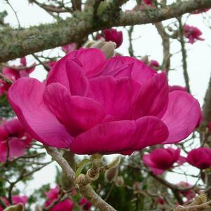 Magnolia x 'JURmag2'