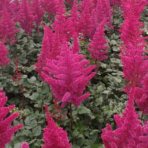Astilbe chinensis 'Visions Volcano'