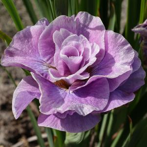Iris siberica 'Pink Parfait'