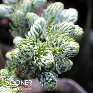 Abies koreana 'Ice Breaker'