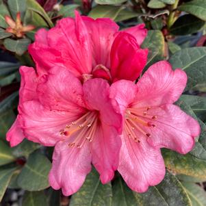 Rhododendron x 'Wine and Roses'