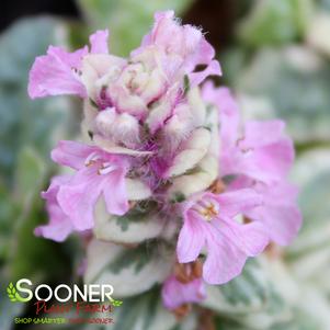 Ajuga reptans 'Pink Lightning'
